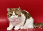 Lusie - Exotic Cat For Sale - Yucca Valley, CA, US