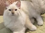 Ragdoll Chocolate point male - Ragdoll Cat For Sale - Salem, OR, US