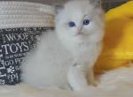 blue bio girl2 - Ragdoll Cat For Sale - Fontana, CA, US