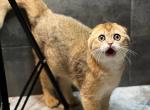 Lime - Scottish Fold Cat For Sale - Brooklyn, NY, US