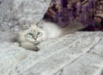 Harry - Siberian Cat For Sale - Brooklyn, NY, US