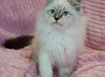 Jasmin - Siberian Cat For Sale - Brooklyn, NY, US