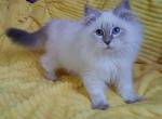 Hanna - Siberian Cat For Sale - Brooklyn, NY, US