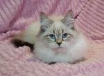 Izida - Siberian Cat For Sale - Brooklyn, NY, US