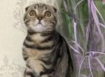 Gia - Scottish Fold Cat For Sale - Brooklyn, NY, US