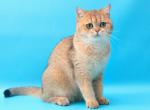 Anabel - British Shorthair Cat For Sale - Brooklyn, NY, US