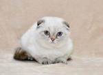 Xandra - Scottish Fold Cat For Sale - Brooklyn, NY, US