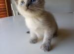 Blue Point Male - Siamese Cat For Sale - Dunn, NC, US