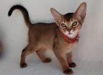 Buffy - Abyssinian Cat For Sale - Brooklyn, NY, US