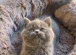 Lora - British Shorthair Cat For Sale - Los Angeles, CA, US