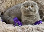 Timon Scottish fold - Scottish Fold Cat For Sale - Los Angeles, CA, US