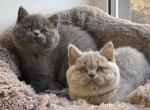 Lola  lilac color female - British Shorthair Cat For Sale - Los Angeles, CA, US