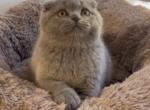 Toha - Scottish Fold Cat For Sale - Los Angeles, CA, US