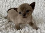 XSB Patrick Mahomes - European Burmese Cat For Sale - ID, US