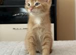 Orange Male Cutie - Siberian Cat For Sale - West Springfield, MA, US