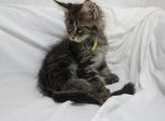 Yellow Collar S litter Salem X Tristan - Maine Coon Cat For Sale - Las Vegas, NV, US