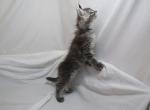 Blue Collar S litter Salem X Tristan - Maine Coon Cat For Sale - Las Vegas, NV, US