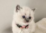 Tianna - Ragdoll Cat For Sale - Attica, MI, US