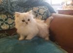 Chinchilla Silver Persian Kitten - Persian Cat For Sale - Duvall, WA, US