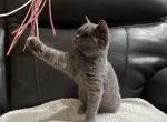 British female - British Shorthair Cat For Sale - Orlando, FL, US