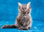 Muffin - Maine Coon Cat For Sale - Brooklyn, NY, US