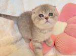 Crunch Grey tabby Scottish Fold boy - Scottish Fold Cat For Sale - Athens, GA, US