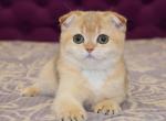 Sonic - Scottish Fold Cat For Sale - Brooklyn, NY, US