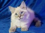 Archi - Siberian Cat For Sale - Brooklyn, NY, US