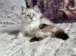 Henesse - Siberian Cat For Sale - Brooklyn, NY, US