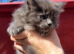 Gus - Maine Coon Cat For Sale - Westfield, MA, US