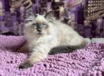 Ilay - Siberian Cat For Sale - Brooklyn, NY, US