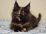 Stesha - Maine Coon Cat For Sale - Brooklyn, NY, US