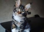 Rudy - Maine Coon Cat For Sale - Brooklyn, NY, US