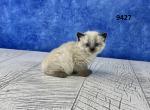 Sophie's Ragamese Litter - Ragdoll Cat For Sale - Lancaster, OH, US