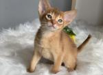 Koko - Abyssinian Cat For Sale - Norwalk, CT, US