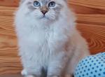 Ziga - Siberian Cat For Sale - Brooklyn, NY, US