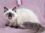 Xiomi - Siberian Cat For Sale - Brooklyn, NY, US