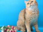 Anabel - British Shorthair Cat For Sale - Brooklyn, NY, US