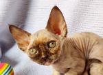 Savannah - Devon Rex Cat For Sale - Miami, FL, US