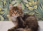 Samantha - Maine Coon Cat For Sale - Brooklyn, NY, US