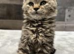 Foxy - American Bobtail Cat For Sale - West Branch, MI, US