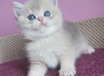 Alexs - British Shorthair Cat For Sale - Miami, FL, US