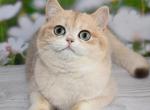 Maric - British Shorthair Cat For Sale - Brooklyn, NY, US