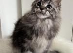 Dimond - Maine Coon Cat For Sale - Norwalk, CT, US