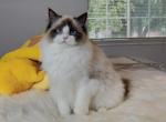 seal bio Female 5 months - Ragdoll Cat For Sale - Fontana, CA, US