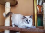 Balinese Mania - Balinese Cat For Sale - Brooklyn, NY, US