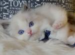 blue bio boy2 - Ragdoll Cat For Sale - Fontana, CA, US