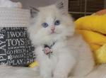 blue bio boy3 - Ragdoll Cat For Sale - Fontana, CA, US