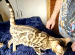 Brown Rosetted Male Brownie - Bengal Cat For Sale - Bradner, OH, US