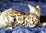 Silver Snow Rosetted Male Stormy - Bengal Cat For Sale - Bradner, OH, US